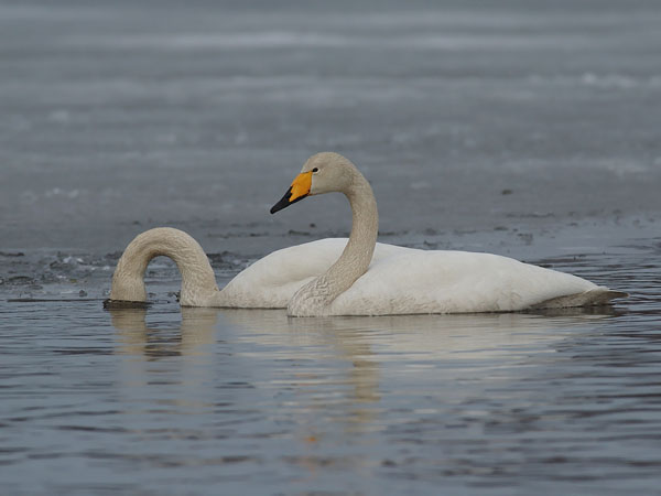 Laulujoutsen, Whooper Swan, Cygnus cygnus